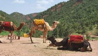 camel riding - 0
