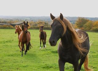 petite maison artistique - 4
