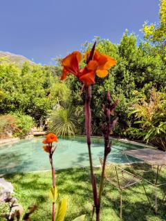 ZenCapeTown Forest Retreat - 7