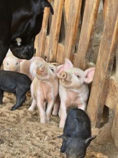 Moonraker Farmstead - 2