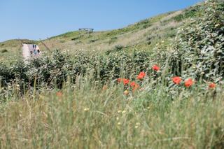 Duynsuites aan zee - 4