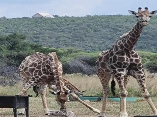 Bush Diamond Lodge - Cullinan - 1