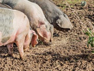 1 Bed in West Camel POLOC - 5