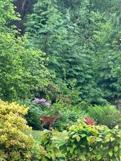 Braeburn Guesthouse - 4