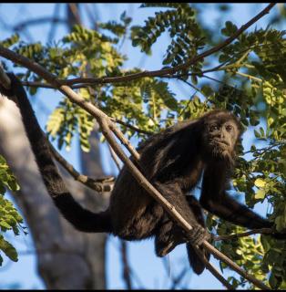 Villa Estrellas - Stunning Ocean-Views, Potrero, spacious 4 BR Villa - 5