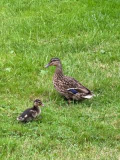 Vichères La Gare - 3