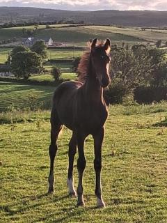 Bragan Mountain View - 8