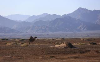 Dagal Camp - دجل كامب - 6