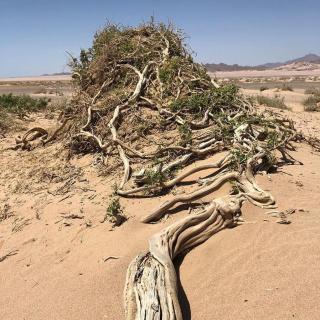 Dagal Camp - دجل كامب - 1