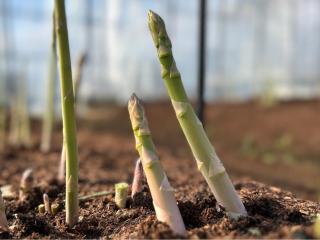 Farm Stay Umemura - Vacation STAY 21213v - 5