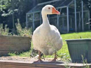 1 Bed in Launceston oc-36500 - 4