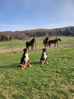 Ferienbauernhof Brandt - 3