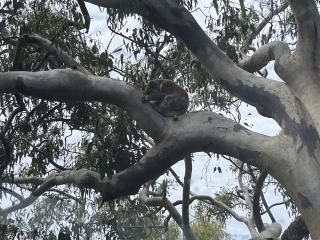 Banyandah - 7 Pratt Court - 8