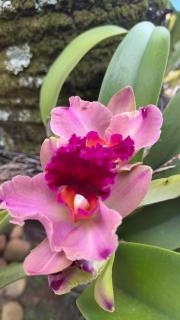 Mansão Primavera 03 quartos, piscina e churrasqueira - 3