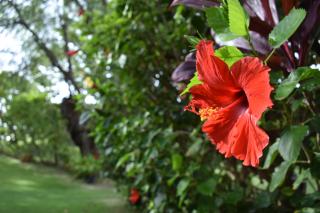 Nona Lani Cottages - Kihei - 5