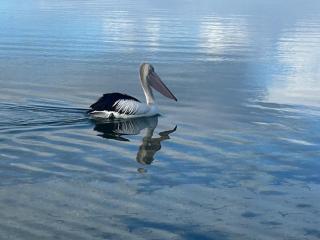 KI Caravan Park, Kingscote - 9