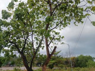 Lucky Home - Boutique Tropical Hideaway - 6