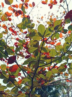 Nilas Holiday Apartments - 9