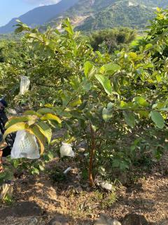 Lộc Rừng Hill - 1