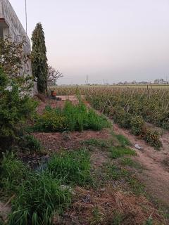 Padda Farm house - 1