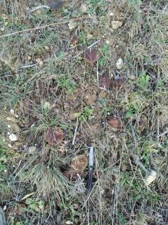 EL PINAR DE BARDENA - Carcastillo - 7