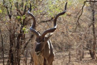 Kiburi Lodge @ Kruger, a secluded Bushveld getaway - 3