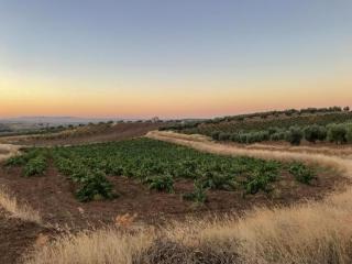 Modern Villa with Garden - 7