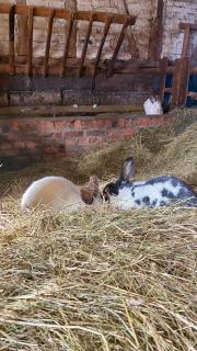 Landhaus Himmelsbach 22 - 9