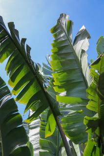 Happy Coconut Camiguin - 1
