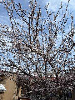 Salomat guest house - 4