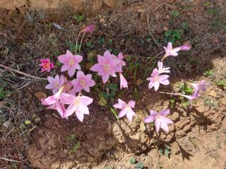 El Paraiso - B&B Finca San Vicente - 7