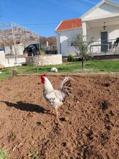 Eco-Apartment Ostros Skutarisee - 8