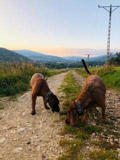 Gołąbek Stronie Śląskie - 4