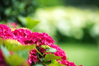 Petrus Wittebrood Hoeve - 4