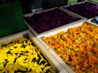 Freilandhof - Ötisheim - 3