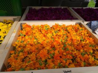 Freilandhof - Ötisheim - 1