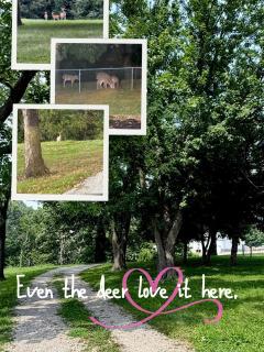 Farmhouse Comfort on Acreage Near Rathbun Lake - 4