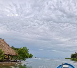 Caribean Crown MY1121 - 7