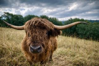 Two Little Witches Cottage Retreats - 9