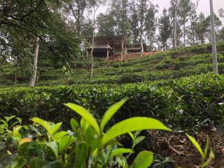 Ella 96 TN Resort - 7