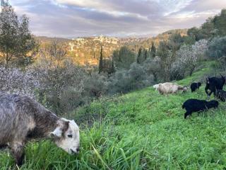 אוהל אברהם- אוהל אירוח עם אווירה ייחודית ונוף מדהים למשפחות ולקבוצות - 5