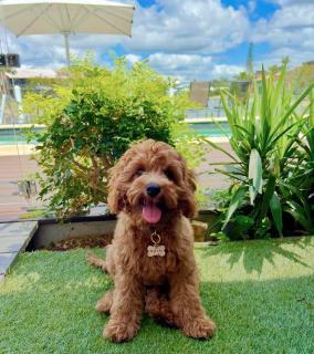 Saltwater Villas - Pet Friendly Accommodation - 7