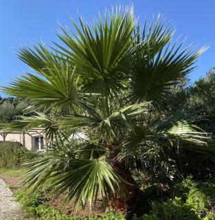 Villa Dominique Porto-Vecchio proche des plages - 3