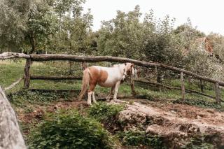 Luxury Rustic Farmhouse Apartment with Pool&Sauna - 4