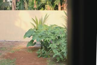 Can Loso - Quiet Garden Room Mirissa - 3