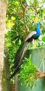 Anu villa Bentota - 7