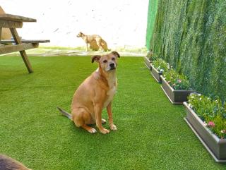 Pet friendly La Golondrina del Duratón - 6