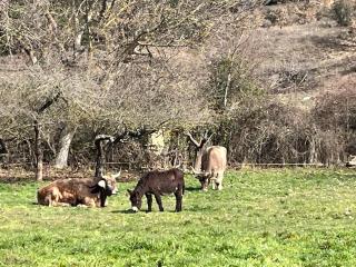 AT la Era de Cerezales del Condado - 9