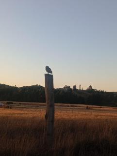 Ruka cabaña - Alojamiento Tradicional Mapuche - 2