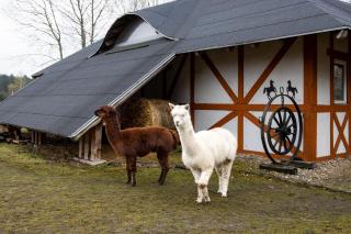 Ranczo Targówka - Relaks w Naturze, Glamping i Domki - 7